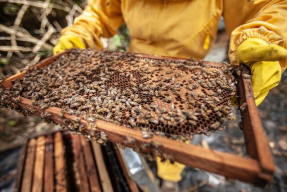 A close up photo of a beekeeper holding a beehive